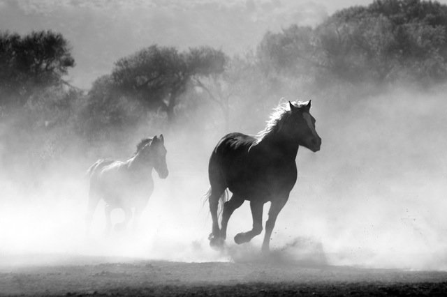 horse-herd-fog-nature-52500 (1)